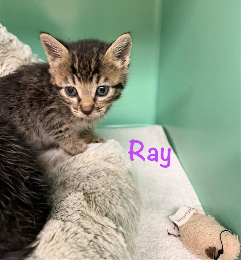Ray thumbnail 2