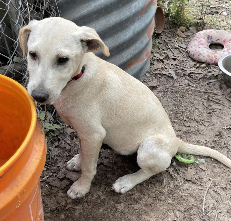 An adult small-sized male White / Cream Terrier dog named Bacardi for adoption in Seguin, TX