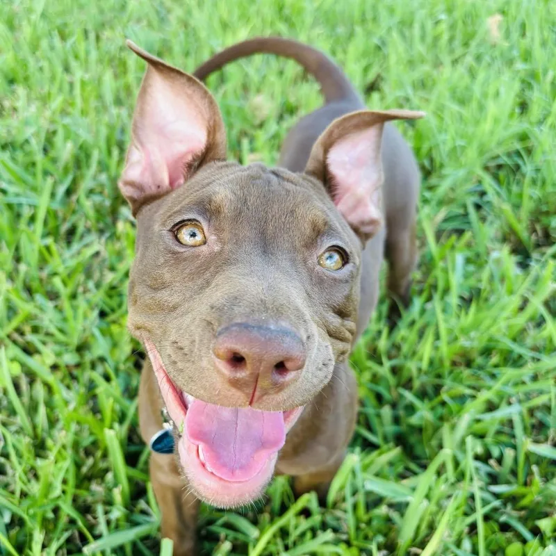 A baby small-sized female Brown / Chocolate Terrier dog named Jules for adoption in Fort Lauderdale, FL