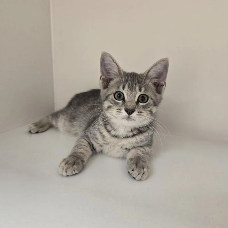A baby small-sized male Gray / Blue / Silver Domestic Short Hair cat named Fir for adoption in Champaign, IL
