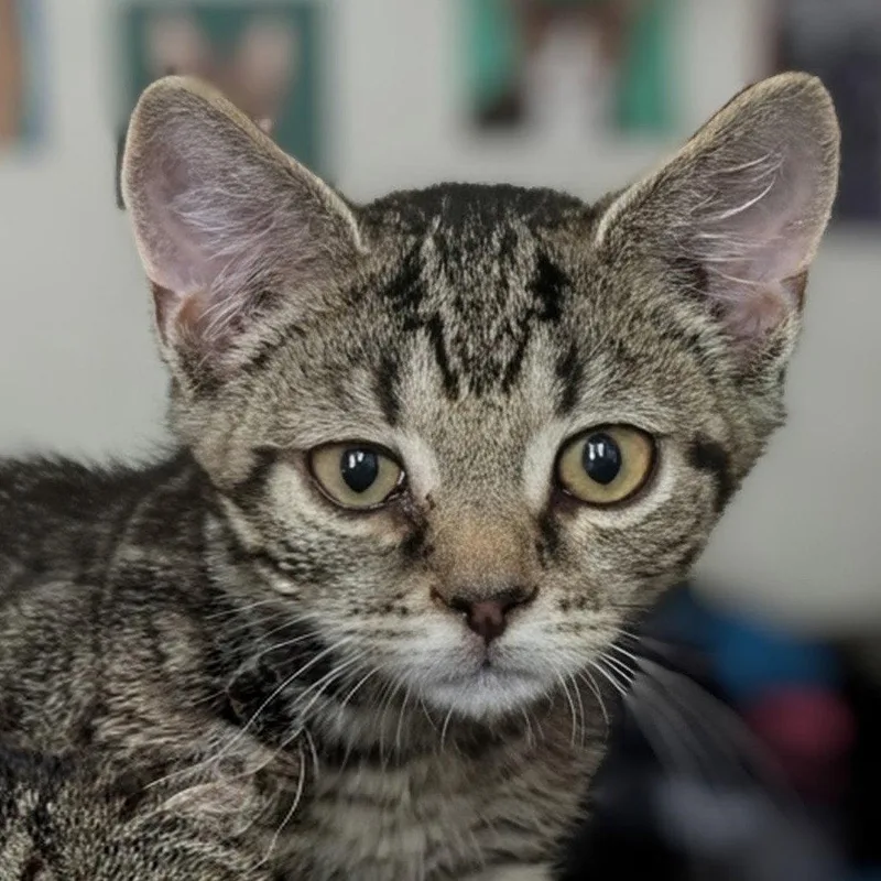 A baby medium-sized male Domestic Short Hair cat named Furby for adoption in Herndon, VA