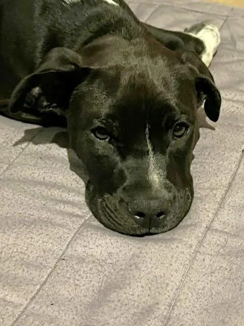 A baby medium-sized female Black Mixed Breed dog named Navie for adoption in Schaumburg, IL