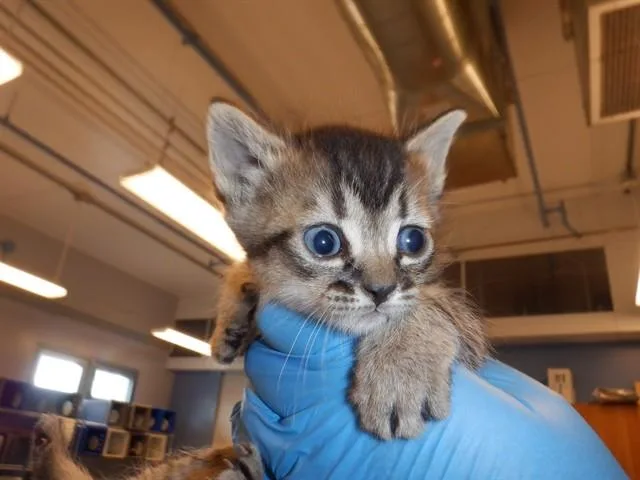 A baby small-sized female Domestic Short Hair cat named Becca for adoption in San Jose, CA