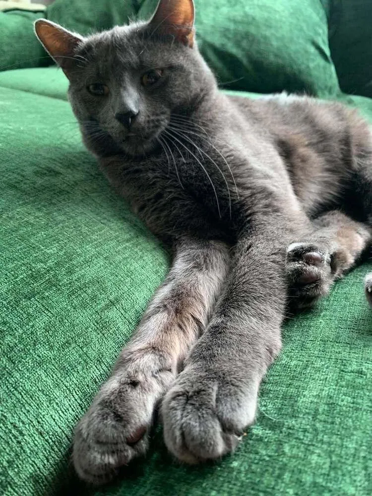 A young medium-sized male Domestic Short Hair cat named Titan for adoption in Chicago, IL