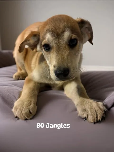 Jo Bangles