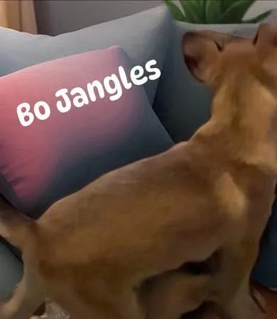 Jo Bangles thumbnail 5