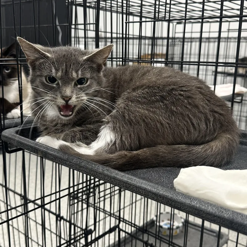 A young medium-sized female Gray & White Domestic Short Hair cat named Muffin for adoption in Youngstown, OH