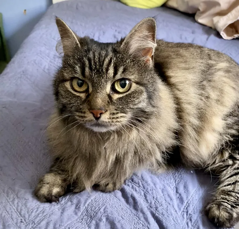 A senior medium-sized female Tabby (Brown / Chocolate) Domestic Long Hair cat named Mittens for adoption in Andover, CT