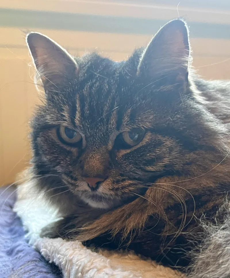 Mittens thumbnail 2