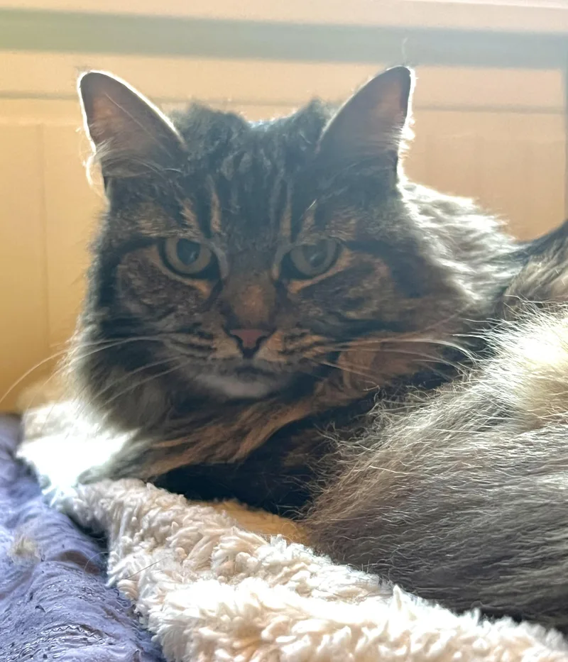 Mittens thumbnail 4