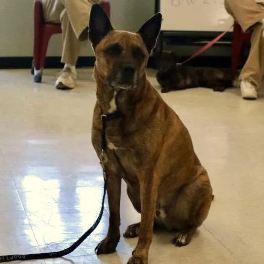 Nico  Paws Behind thumbnail 2