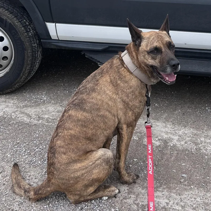 Nico  Paws Behind thumbnail 5