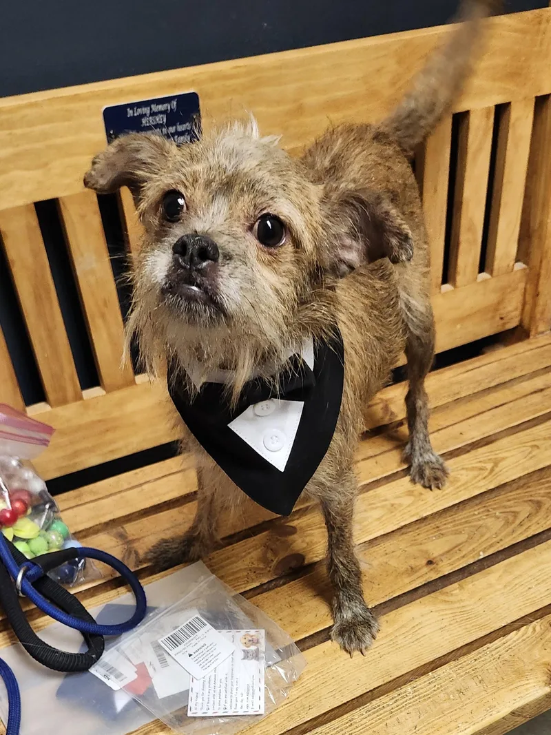 A young small-sized male Brown / Chocolate Yorkshire Terrier dog named Scrappy for adoption in Mansfield, OH