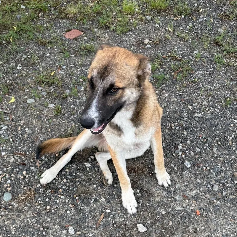 An adult medium-sized male Apricot / Beige Shepherd dog named Kiko for adoption in Greensboro, NC