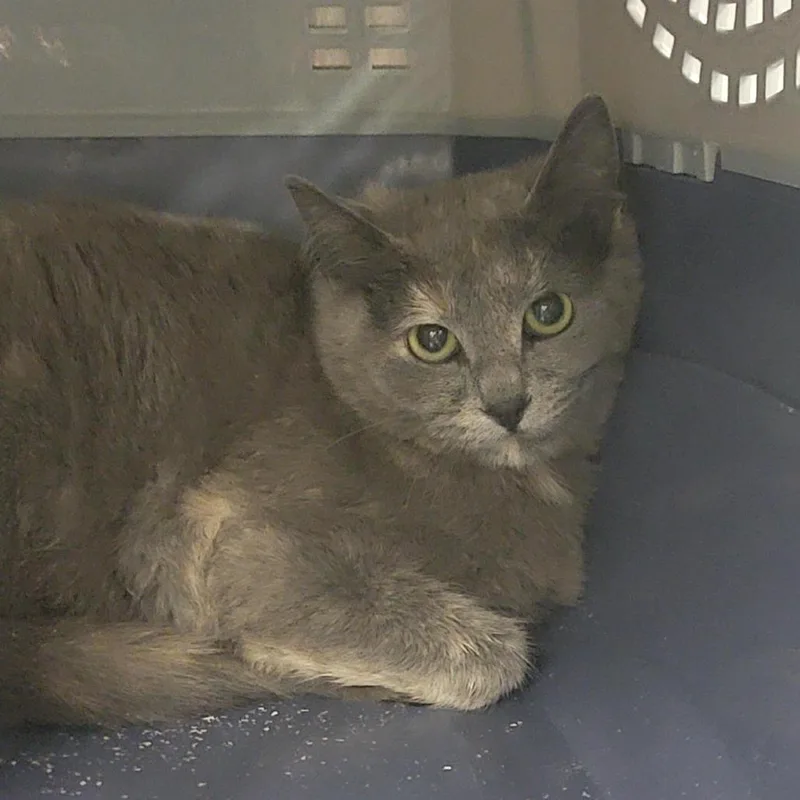 A young medium-sized female Tortoiseshell Domestic Short Hair cat named Saachi for adoption in Salt Lake City, UT