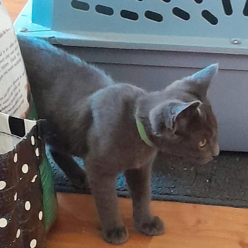 A baby medium-sized male Gray / Blue / Silver Domestic Short Hair cat named JoeJo wRosebud for adoption in Silverton, OR