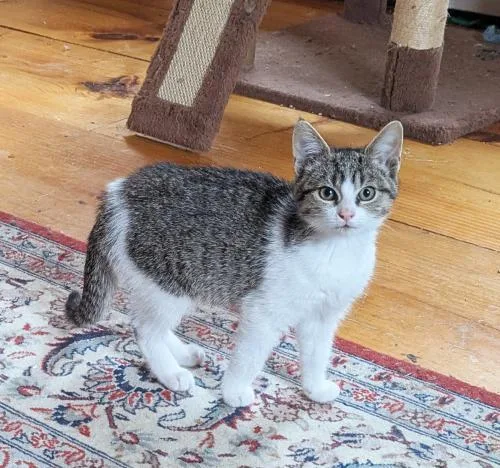 A baby small-sized female Domestic Short Hair cat named Dolly for adoption in St. Johnsbury, VT