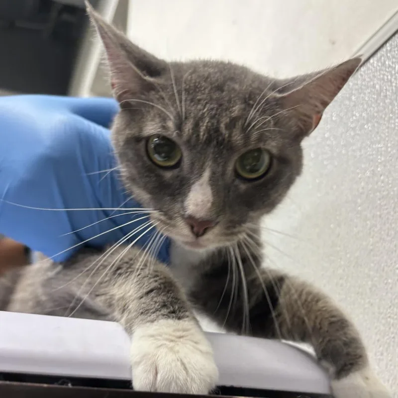 An adult medium-sized female Gray / Blue / Silver Domestic Short Hair cat named Crystal for adoption in Tampa, FL