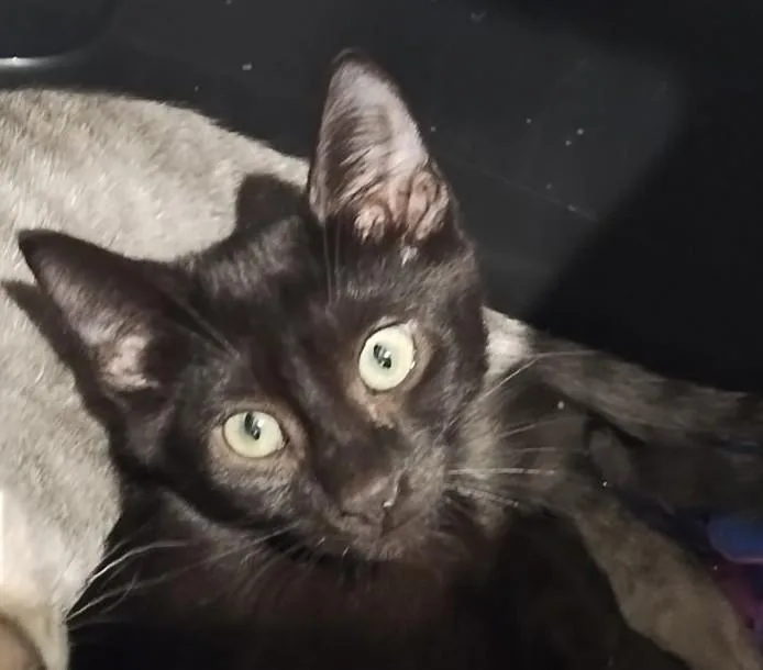 A baby medium-sized male Black Domestic Short Hair cat named Pepper A Hidden Little for adoption in Prescott, AZ