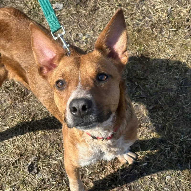 A young medium-sized male Brown / Chocolate Australian Cattle Dog / Blue Heeler dog named Cliff for adoption in Franklin, PA