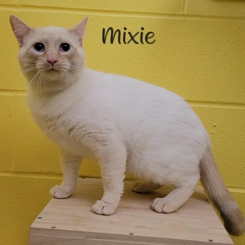 Mixie