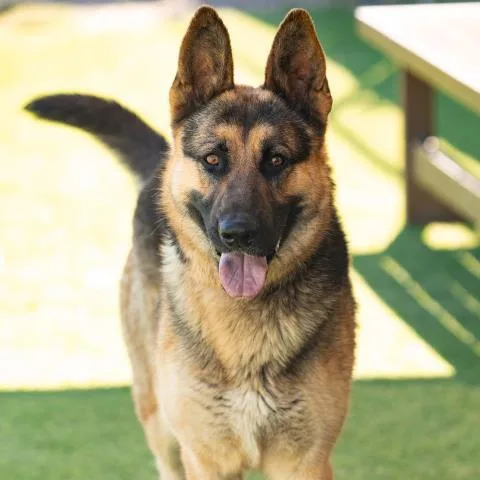 A young large-sized male German Shepherd Dog dog named Kennedy for adoption in Camarillo, CA
