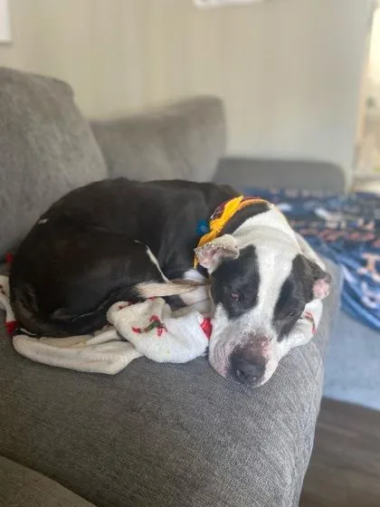 An adult medium-sized female Mixed Breed dog named Mindyn for adoption in Chamblee, GA