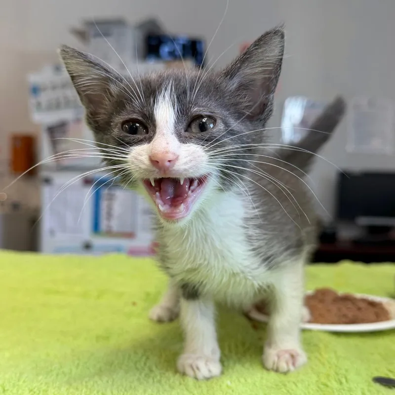 A baby small-sized female Gray / Blue / Silver Domestic Short Hair cat named Hippee for adoption in Austin, TX