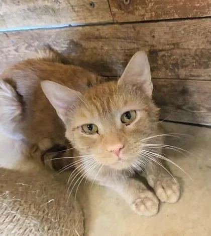 An adult small-sized male Domestic Short Hair cat named Bellamy for adoption in South Bend, IN
