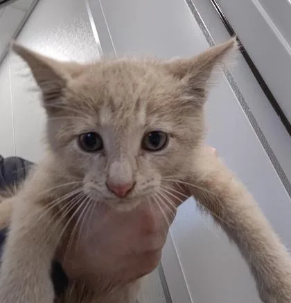 A baby small-sized male Domestic Short Hair cat named Rick Jr. for adoption in Lafayette, IN