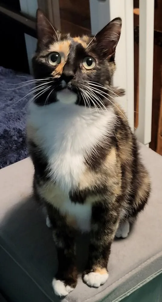 An adult medium-sized female Black Domestic Short Hair cat named Meadow for adoption in Broomfield, CO