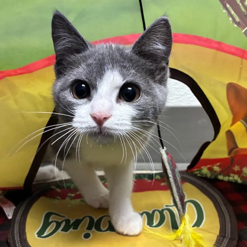 A baby small-sized female Gray / Blue / Silver Domestic Short Hair cat named Jordan for adoption in Saint Helena, CA