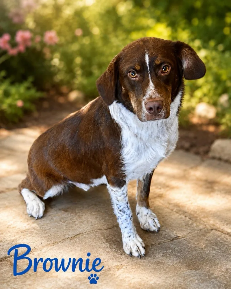 A young medium-sized male Spaniel dog named Brownie for adoption in Toms River, NJ