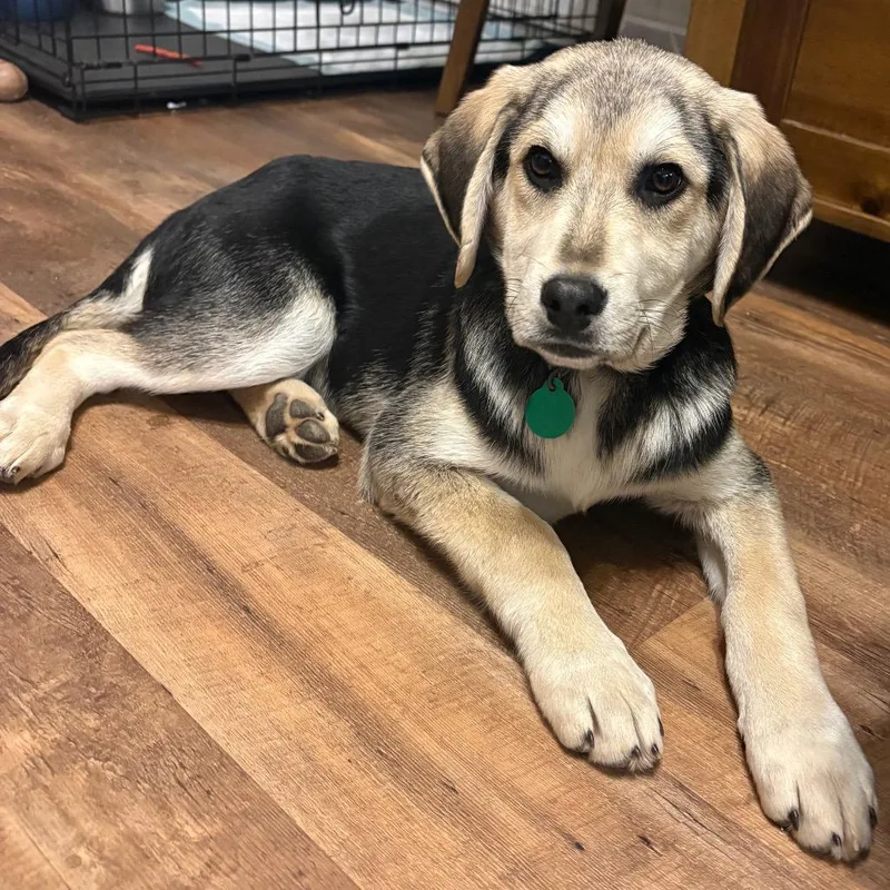 Flounder thumbnail 2