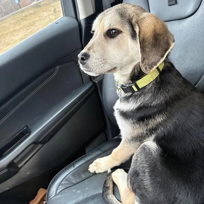 Flounder thumbnail 3