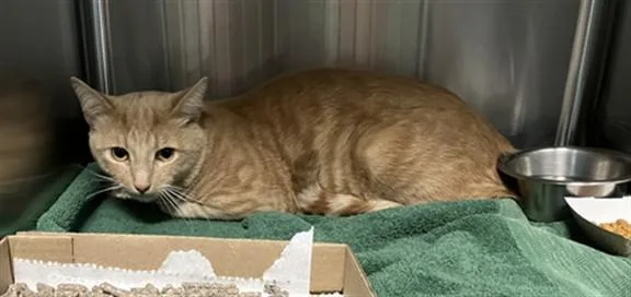 An adult small-sized male Domestic Short Hair cat named Thomase for adoption in Long Beach, CA