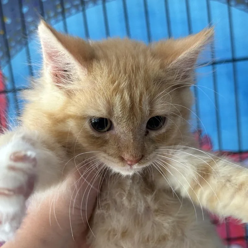 A baby small-sized female Orange / Red Domestic Short Hair cat named Persimmon for adoption in Corbin, KY