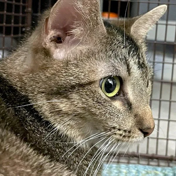 An adult small-sized female Domestic Short Hair cat named Ariel for adoption in Des Moines, IA