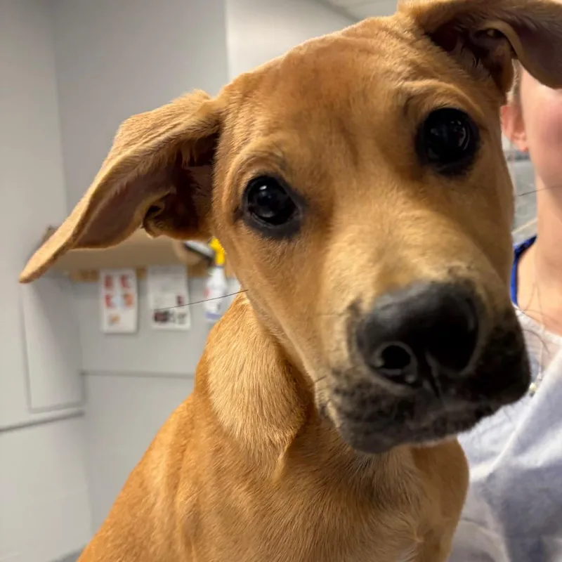 A baby small-sized male Yellow / Tan / Blond / Fawn Mixed Breed dog named Cilantro for adoption in Greenville, SC