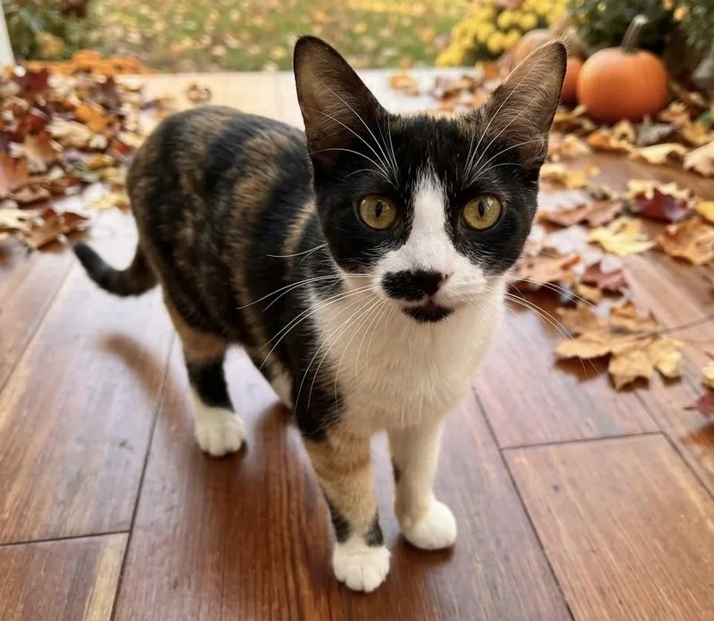 A young small-sized female Calico cat named Sassy for adoption in Harvey, LA
