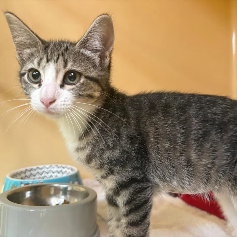 A baby small-sized female Brown / Chocolate Domestic Short Hair cat named Olivia for adoption in East Hanover, NJ