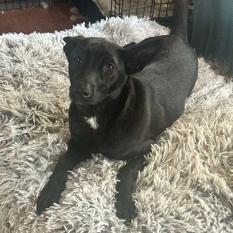 A baby medium-sized female Black Pharaoh Hound dog named Ady for adoption in Baldwin, MD