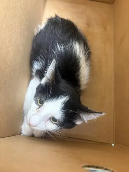 An adult medium-sized female Domestic Short Hair cat named Ramses for adoption in Westland, MI