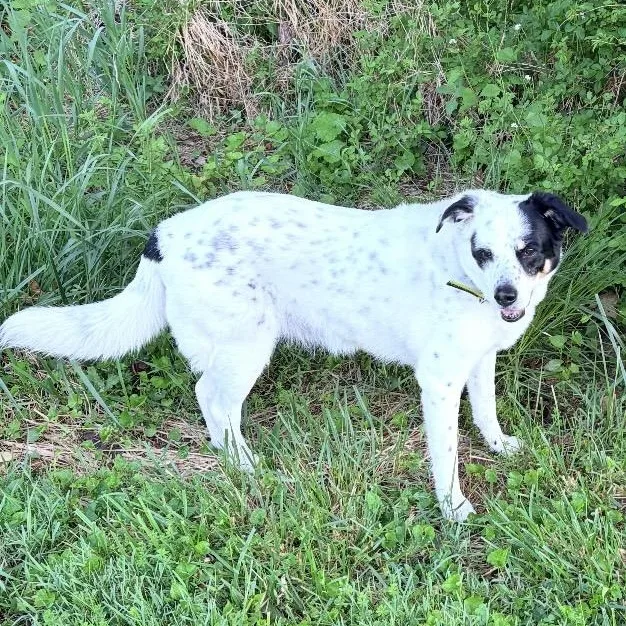 A senior medium-sized female Border Collie dog named Daisy for adoption in South Plainfield, NJ