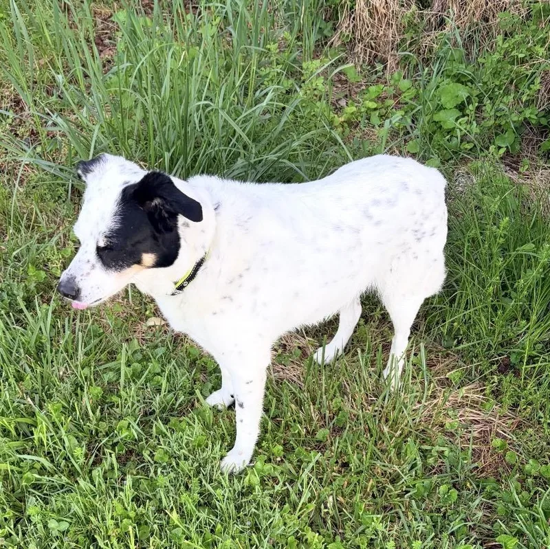 Daisy thumbnail 2