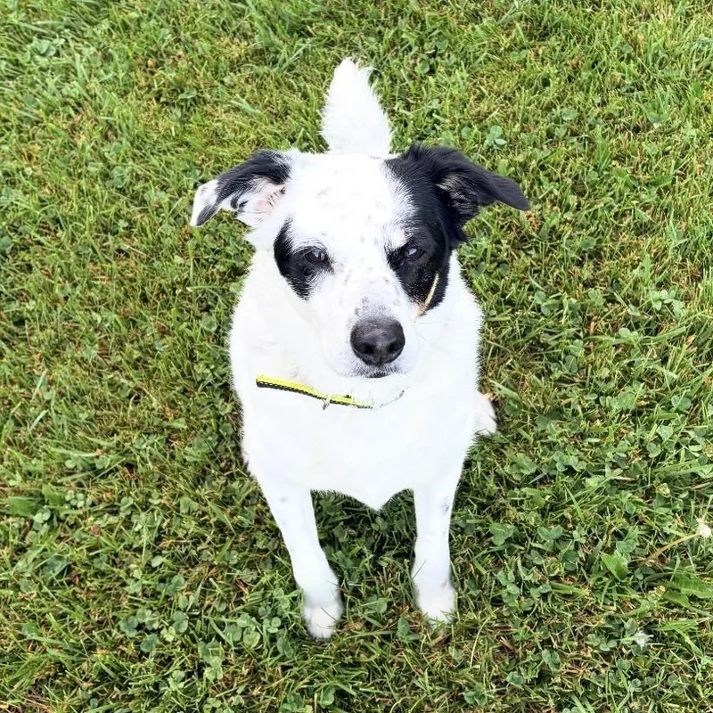 Daisy thumbnail 5