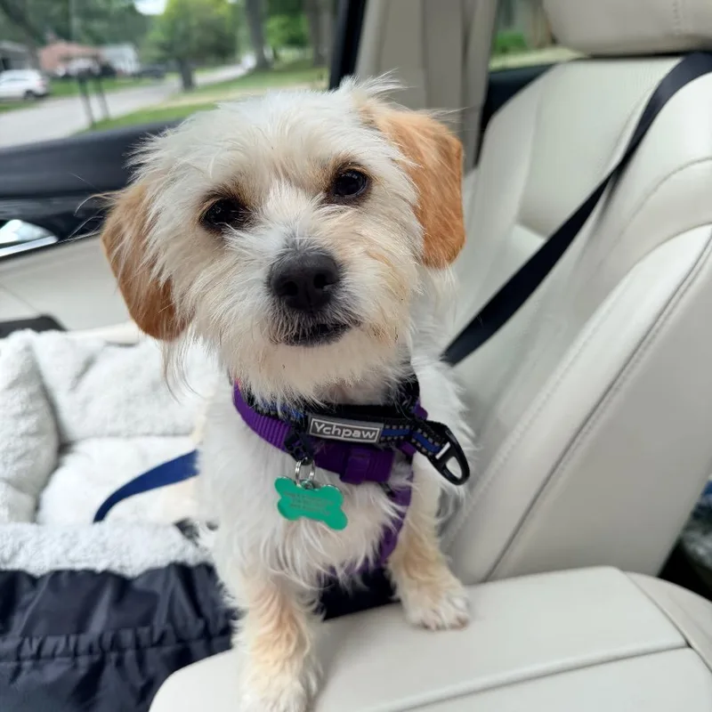 An adult small-sized female White / Cream Wirehaired Terrier dog named Liberty  Libby for adoption in Saint John, IN