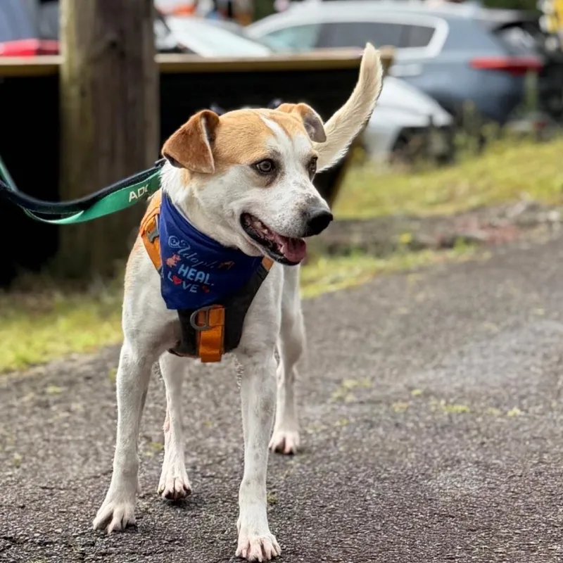 An adult medium-sized male Cattle Dog dog named Biggie for adoption in Newberg, OR