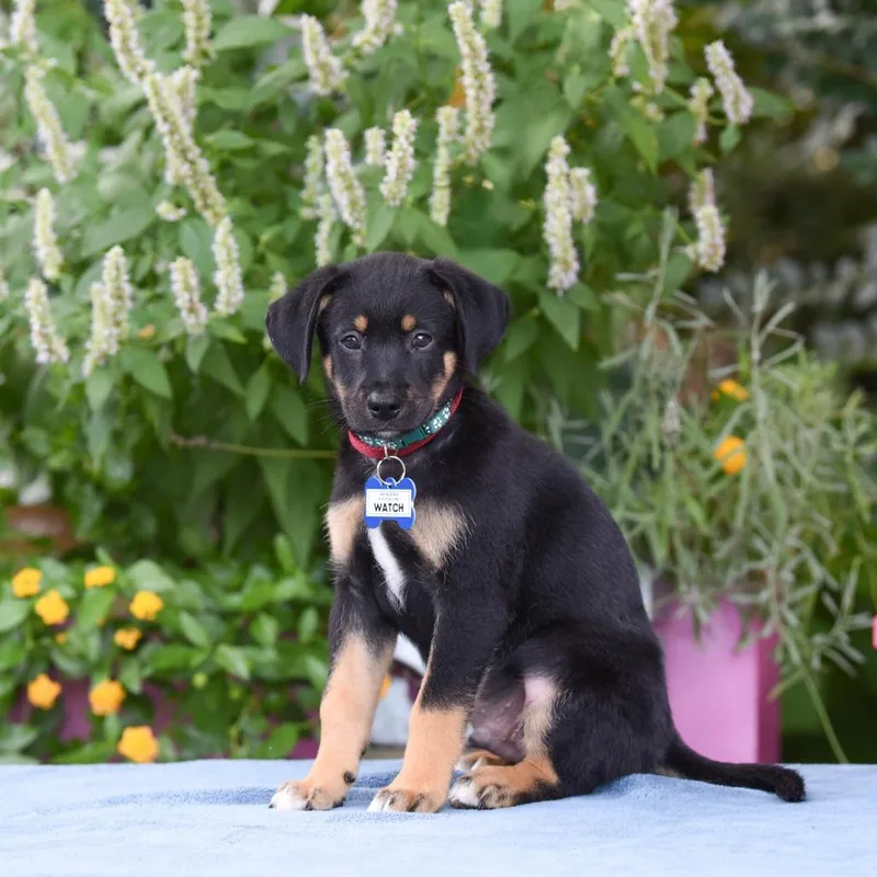 A baby small-sized male Black Hound dog named Watch for adoption in Wake Forest, NC