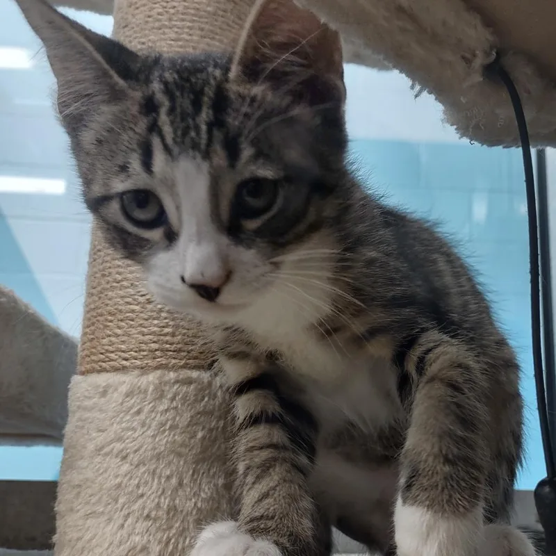 An adult small-sized male Brown / Chocolate Domestic Short Hair cat named John for adoption in Corpus Christi, TX